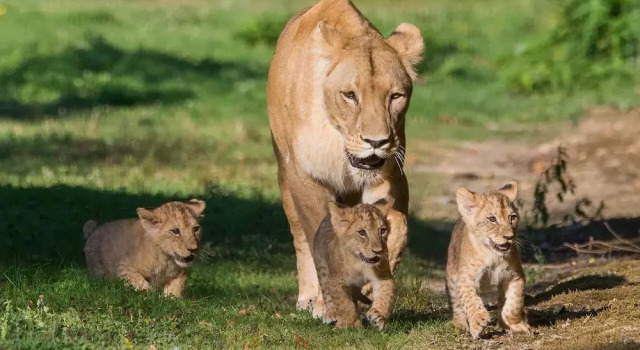 Le Royaume des Lions, Prenota Hotel Rigny Île-de-France