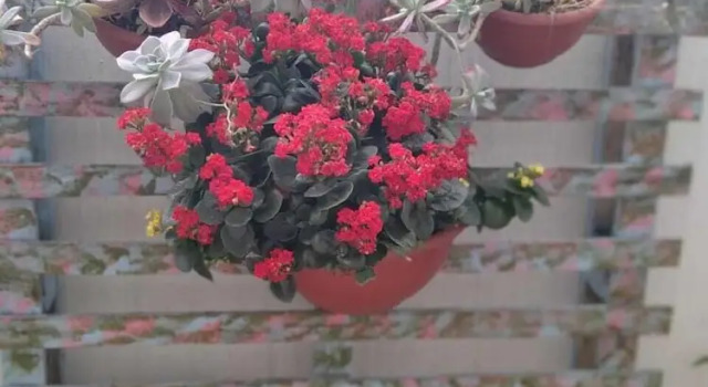 Двухместный номер Executive Germanias Blumen Hotel