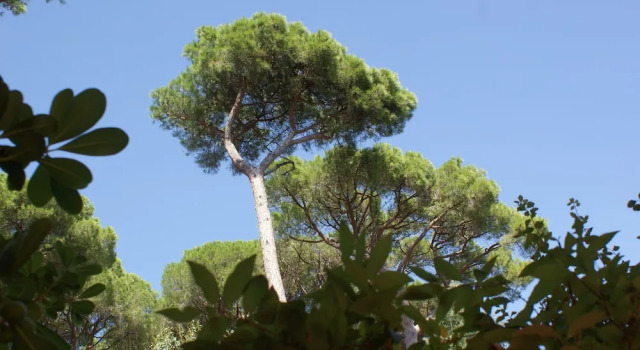 Трёхместный номер Standard с балконом и с видом на сад Hôtel Les Jardins De Sainte-Maxime