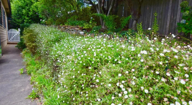 Коттедж Raspberry Terrace of Leura