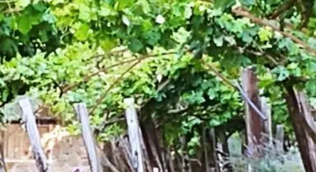 Agricamping Ponteraggio n.1, Prenota Campeggio Hotel economici a Dolceacqua