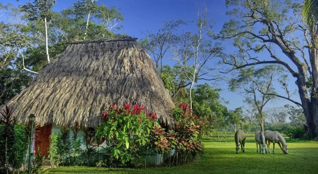 Номер Standard Banana Bank Lodge & Jungle Horseback Adventures