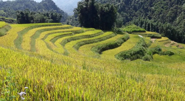 Коттедж c 1 комнатой SaPa Farmer House