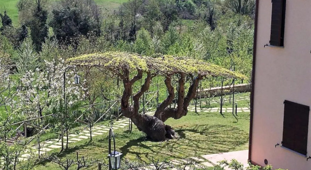 Апартаменты с видом на сад Agriturismo I Gelsi di Santa Cristina