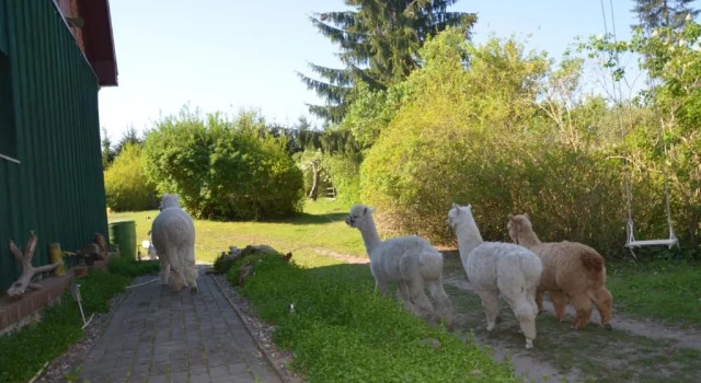 Alpakatherapie und Ferienhof Charlottenthal