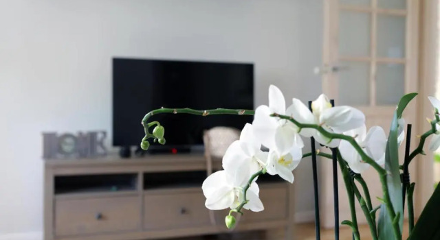 Апартаменты Apartament Turkus