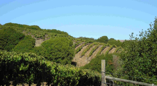 Point Reyes Vineyard Inn, จอง โรงแรม Point Reyes Station Marin County