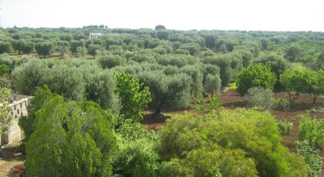 Вилла Villa Mediterranea tra gli ulivi