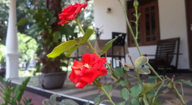 Danara Homestay