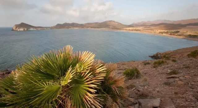 Albaricoques Rural