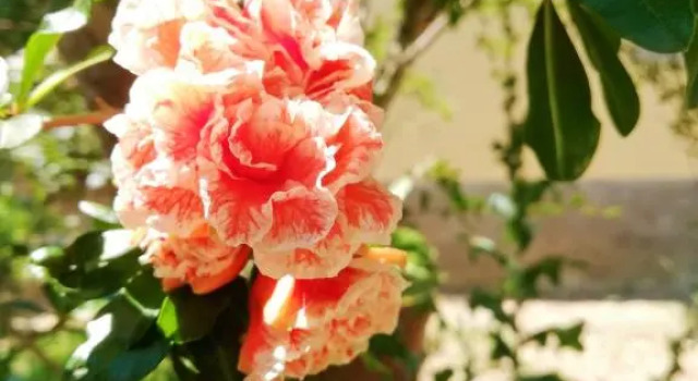 Апартаменты Il Giglio Di Paola