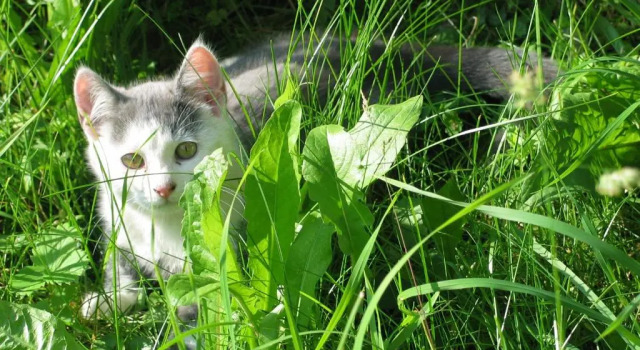 Коттедж Ferienhaus Sternhof