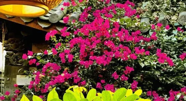 Drunk in the flowers, Забронировать Отель Лицзян Юньнань, рядом с Улица Сквер-стрит Древнего города Даянь