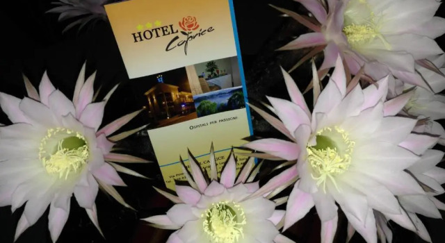 Двухместный номер Standard с видом на горы Caprice