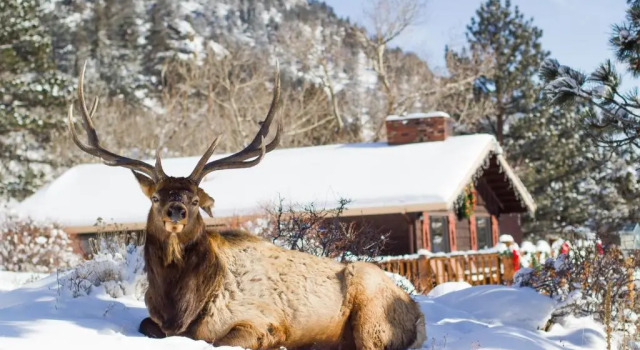Люкс McGregor Mountain Lodge