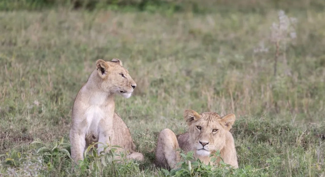 Полулюкс с балконом Meliá Serengeti Lodge member of Meliá Collection