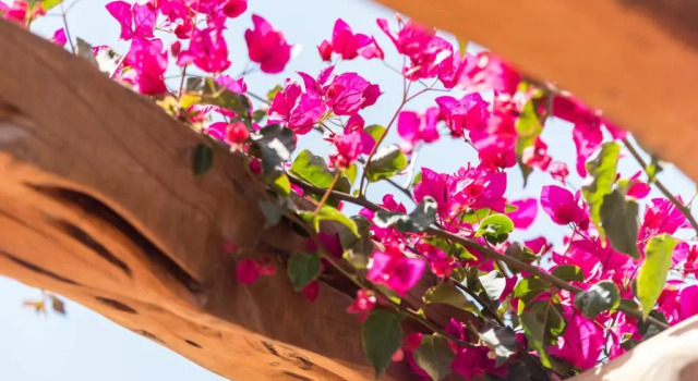 Люкс Valley Club - Agroturismo Ibiza