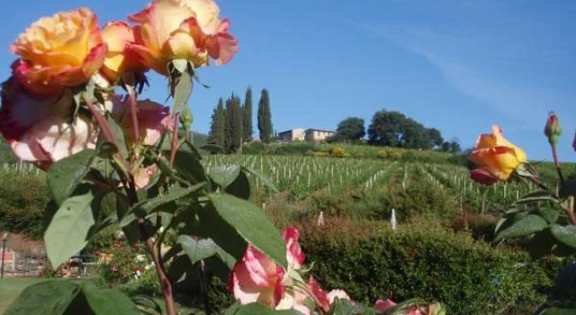 Villa Buonasera Agriturismo, Buchen Sie Villa Greve in Chianti Chianti