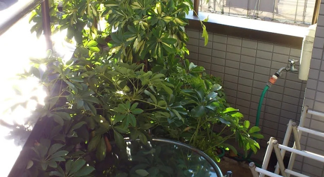 Номер Economy Family & bAKpAK Tokyo Hostel