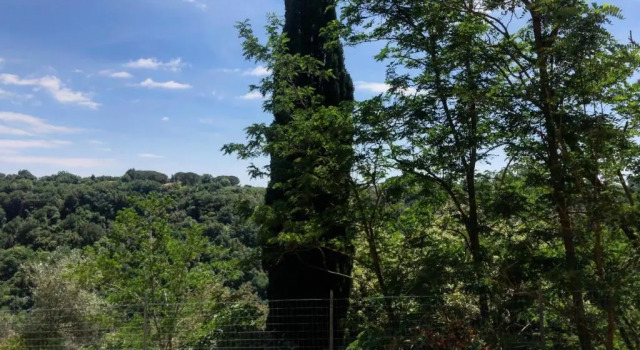 La Casa all'Oliveto