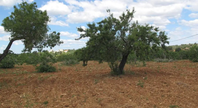 Коттедж Solar da Cotovia