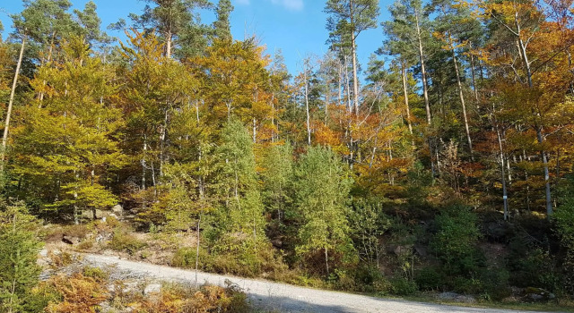 Stürmlesloch, Забронировать Отель Бад-Вильдбад Landkreis Karlsruhe, рядом с WildLine Suspension Bridge