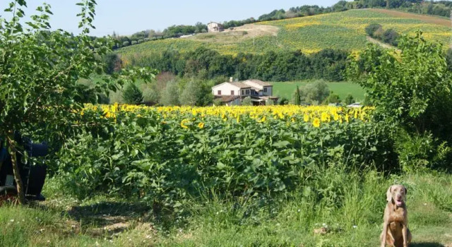 Casa Sorgente, Rezervovat Hotel Hotely v Marche se snídaní, Snídaně