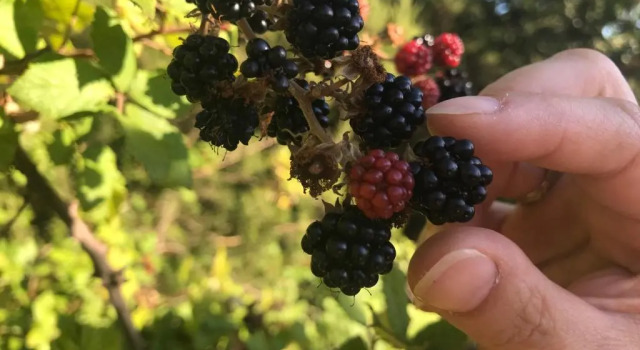 Полулюкс il Podere La Casina