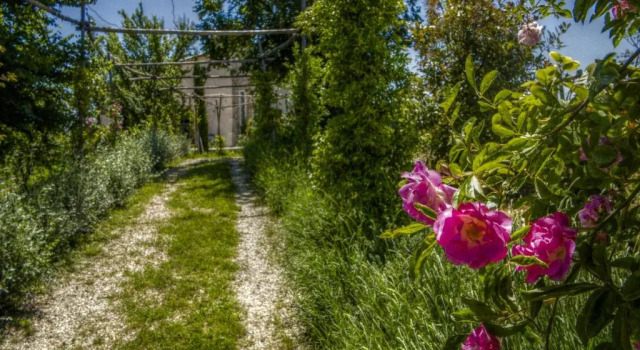 Номер Standard Agriturismo Cignale della Società Agricola Cignale srl