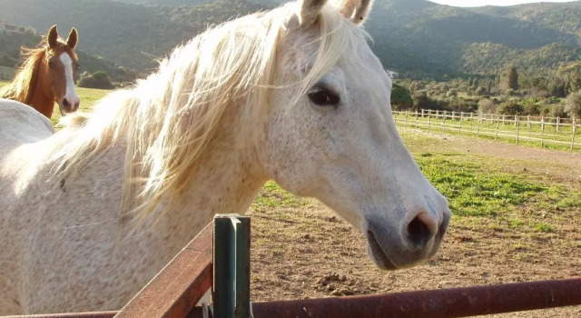 Апартаменты с видом на море Sa Tirìa