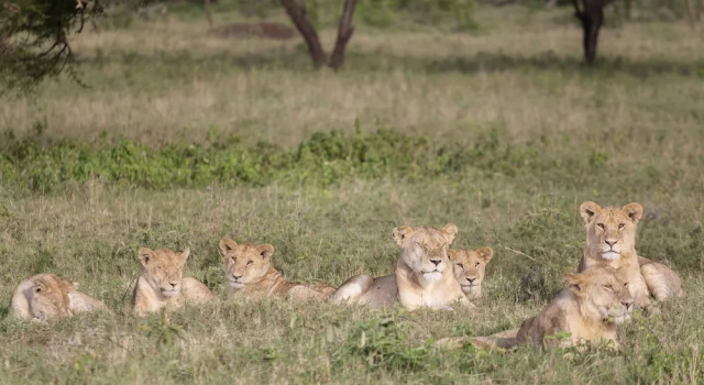 Номер Standard с балконом и с видом на залив Meliá Serengeti Lodge member of Meliá Collection