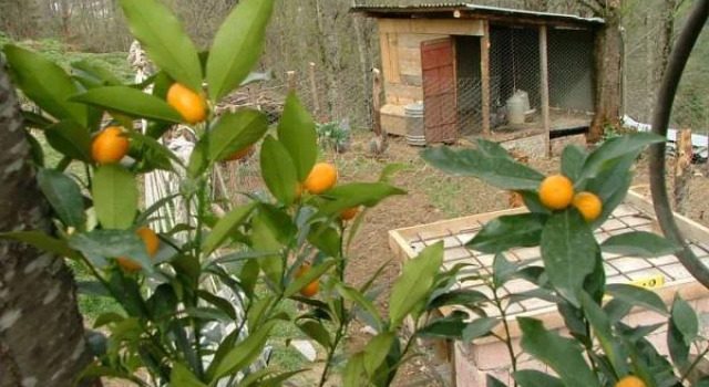 Ekodanitap Natural Life, Забронировать Отель Чамлыхемшин 
