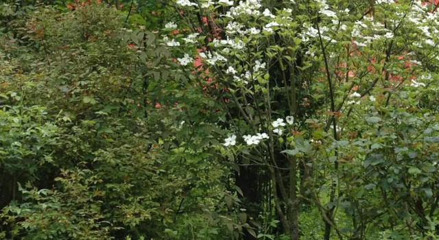 Rose's Garden House, Prenota Locanda Treviso 