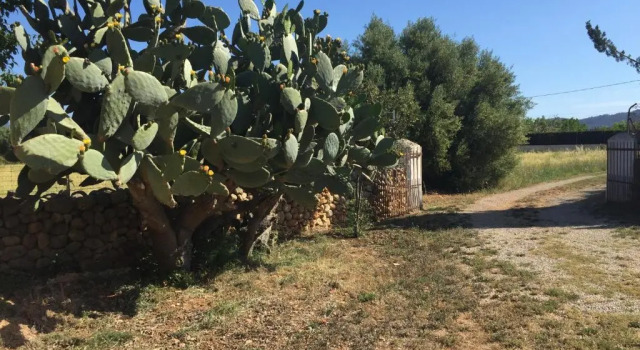 Коттедж Bonita casa de campo Sa Vinya para relax y piscina privada