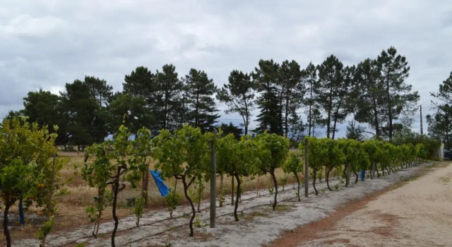 Quinta da Fonte de Grandola, Забронировать Отель Отели Грандола с бассейном, Бассейн