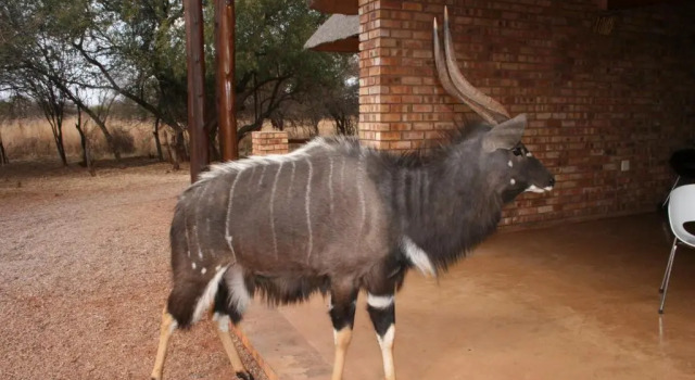 Шале Makhato 84 Bush Lodge