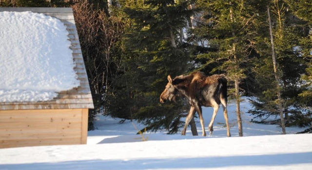 The ZzzzMoose, Rezervovat Hotel Birch Plain 