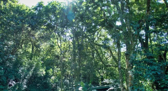 Номер Standard с балконом и с красивым видом из окна Jaguarundi Jungle Lodge - Monteverde
