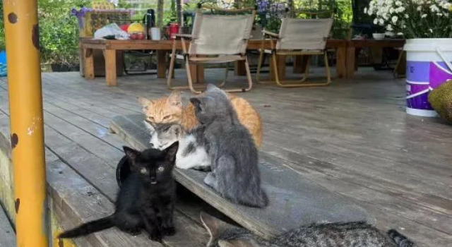 GAR'S Cat Nest Homestay, Varaa Hotelli Wanning Hainan