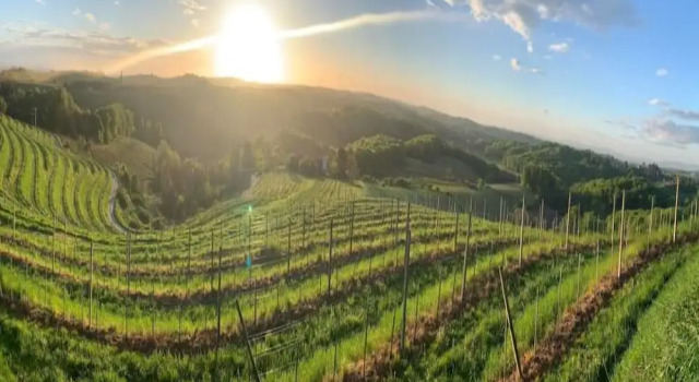 Номер Executive SIBON Wine & Spa Resort Jeruzalem
