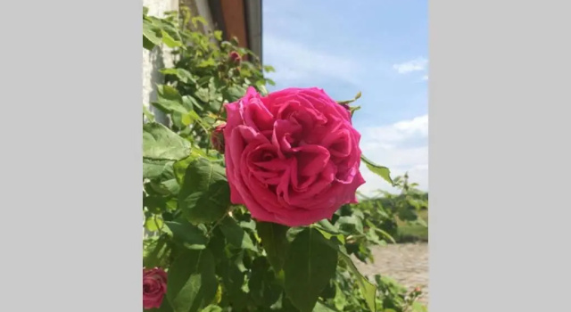 Elegantes Haus Im Dresdner Suden