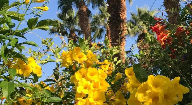 Zen Pool Villa - Pool - Jaccuzzi - Ironwood - Palm Desert, Забронировать Вилла Палм-Дезерт Coachella Valley, рядом с Living Desert Zoo Gardens