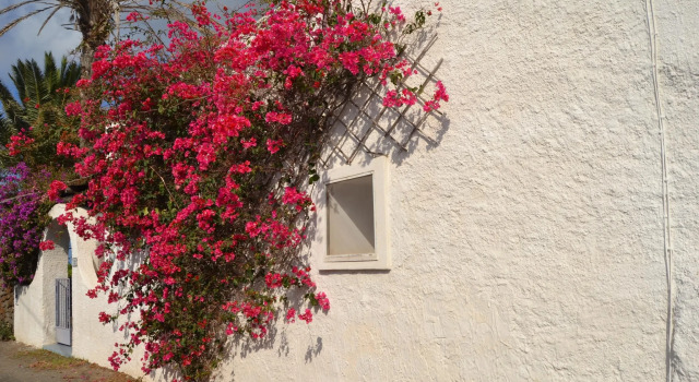 Dammuso Violetta, Prenota Hotel Pantelleria Isola di Pantelleria