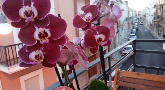 Palazzo Mosca, Book Bed and Breakfast Hoteller i Sannicola med parkering, Parkering