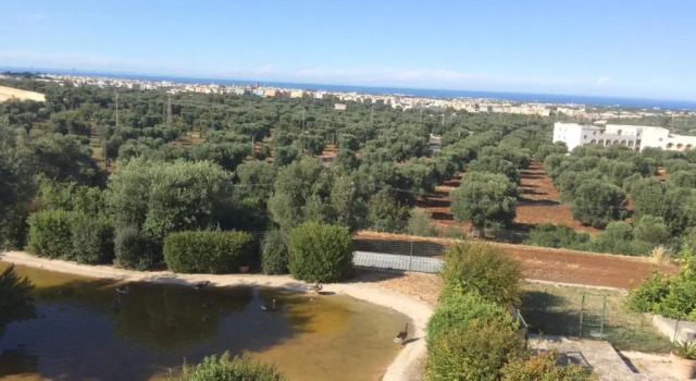 Appartamento Giardinelli - Giulia, Buchen Sie Ferienwohnung Fasano Region Fasano