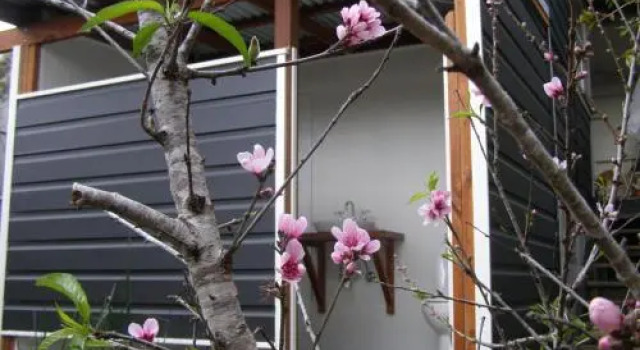 The Tree House, 6 Gowing Street