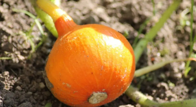 Коттедж с балконом Gemuetliche Ferienunterkuenfte mit Garten in Zweedorf