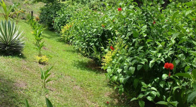 Коттедж с видом на океан Fijian Oasis