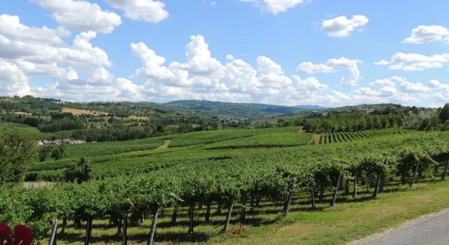 Melocotogno