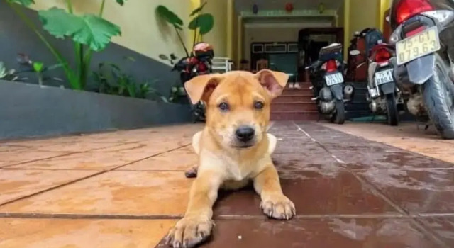Bamboo Riverside Home, Book Hostel / Vandrerhjem Hostels i Quang Binh, Hostel / Vandrerhjem